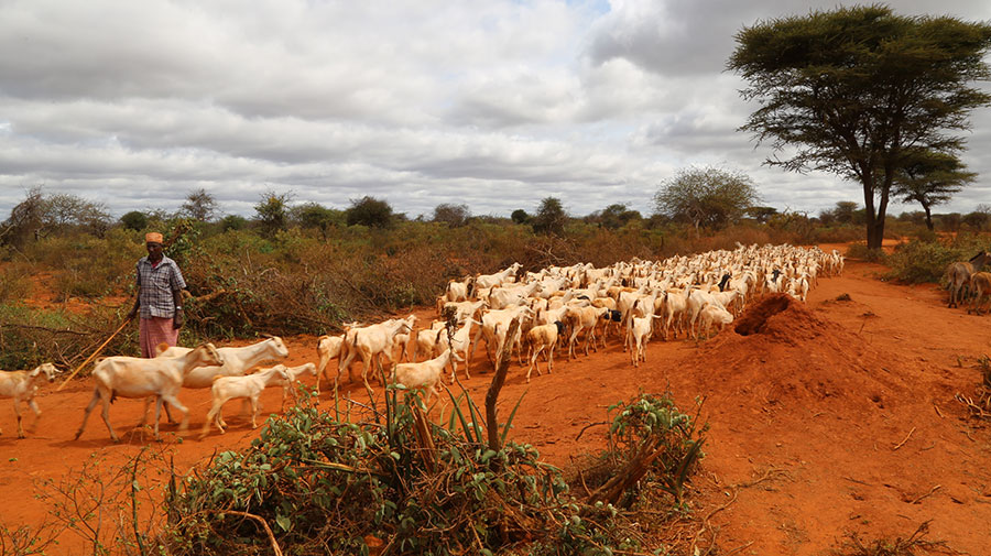 Communal Rangelands Protecting Rangeland from “Animals” for “Animals” - BORESHA